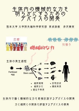 生体内の機械的な力を明らかにするためのデバイスの開発