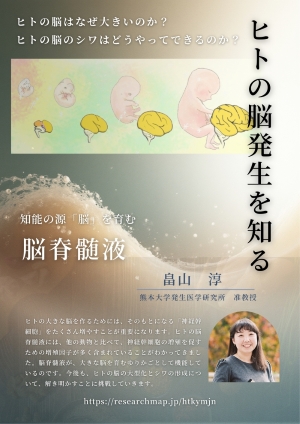 ヒトの脳発生を知る　知能の源「脳」を育む脳脊髄液